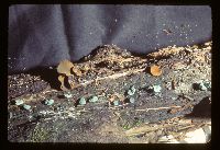 Chlorociboria aeruginascens image