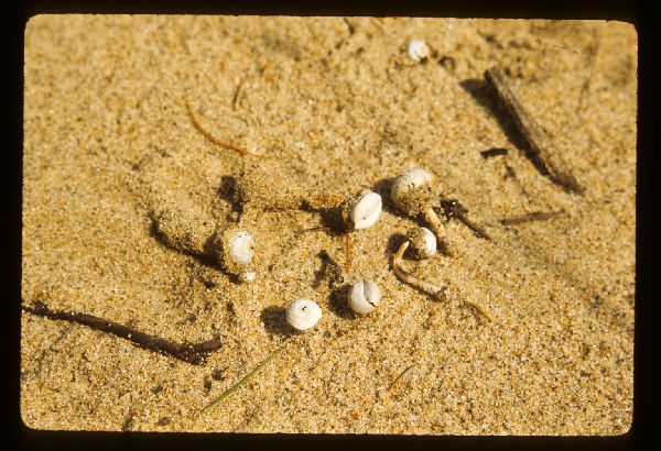 Tulostoma fibrillosum image