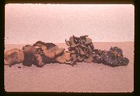 Chlorencoelia versiformis image