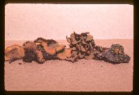 Chlorencoelia versiformis image