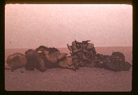 Chlorencoelia versiformis image