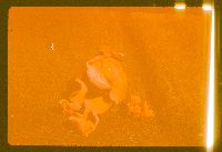 Chlorencoelia versiformis image