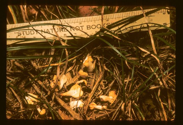 Spathularia flavida image