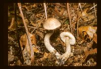 Leccinum snellii image