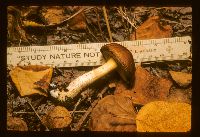 Aureoboletus auriporus image