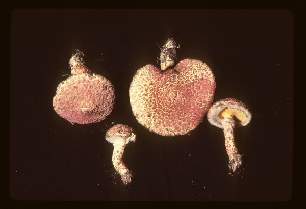 Suillus image