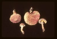 Image of Suillus spraguei