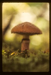 Suillus spectabilis image