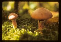 Suillus spectabilis image