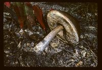 Leccinum subleucophaeum image