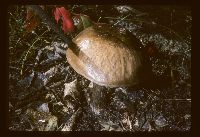 Leccinum subleucophaeum image