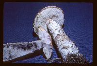 Leccinum aurantiacum image
