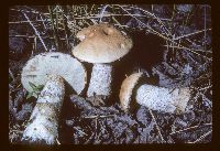 Leccinum aurantiacum image