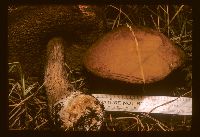 Leccinum aurantiacum image