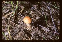 Leccinum aurantiacum image