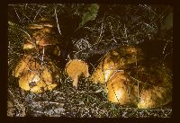 Suillus americanus image