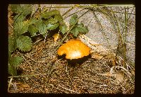 Suillus americanus image