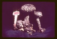 Strobilomyces strobilaceus image