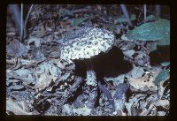 Strobilomyces strobilaceus image