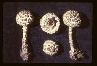 Strobilomyces strobilaceus image
