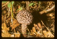 Strobilomyces strobilaceus image
