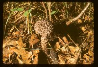 Strobilomyces strobilaceus image