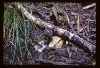 Strobilomyces strobilaceus image