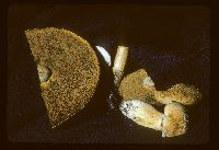 Suillus tomentosus image