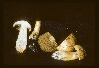 Media resource of Suillus tomentosus