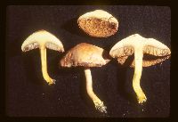 Chalciporus piperatus image