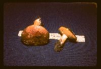 Suillus granulatus image