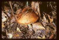 Suillus granulatus image