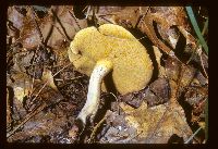 Suillus granulatus image