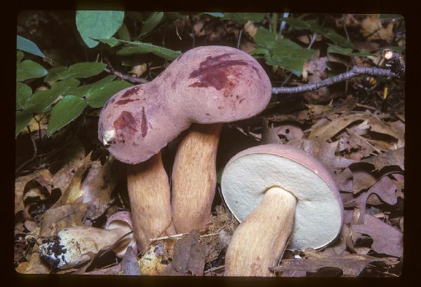 Tylopilus plumbeoviolaceus image