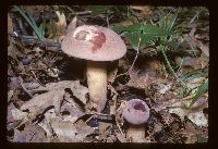 Tylopilus plumbeoviolaceus image