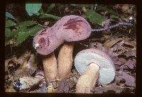 Media resource of Tylopilus plumbeoviolaceus
