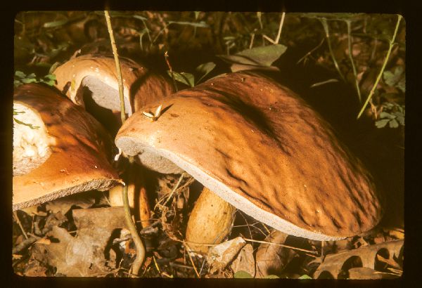 Tylopilus image