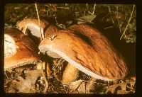 Image of Tylopilus felleus