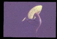 Boletus subtomentosus image