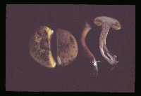 Boletus subtomentosus image