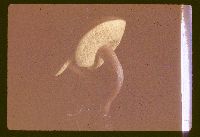 Boletus subtomentosus image