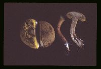Media resource of Xerocomus subtomentosus