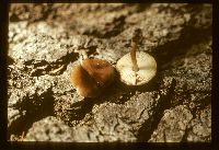 Pluteus nanus image