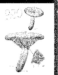 Paxillus vernalis image