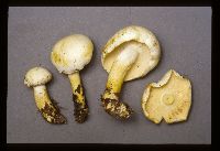 Tricholoma sulphurescens image
