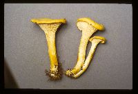 Cantharellus cibarius image