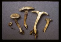 Rhodocybe popinalis image