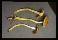 Cortinarius delibutus image