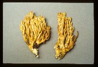 Ramaria gelatinosa var. oregonensis image