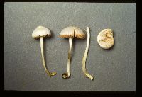 Media resource of Volvariella pusilla